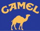 camel